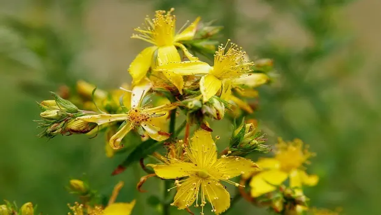 Hypericum perforatum (st.john's Wort)